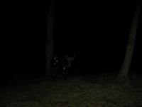 Chicago Ghost Hunters Group investigates Bachelors Grove (72).JPG